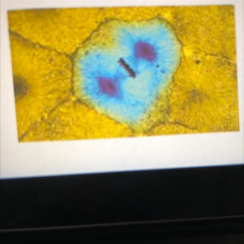 4. Predict Examine the photo of a cell cycle phase below. Then draw, label, and describe-example-1