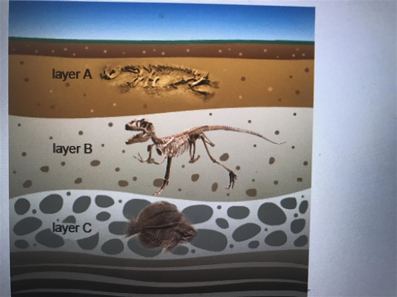 Think about how sedimentary rocks form. Can you determine which fossils in the image-example-2