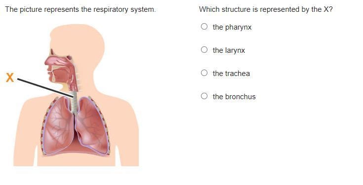 PLEASE HELP MEH Which structure is represented by the X? I think it might be C-example-1