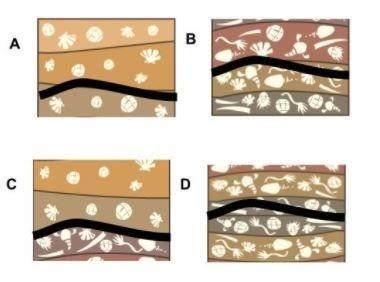 The fossil record provides evidence of five mass extinctions. Scientists compare fossils-example-1