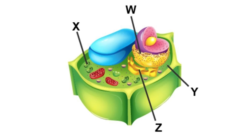 Which organelle is shown by Z and X-example-1