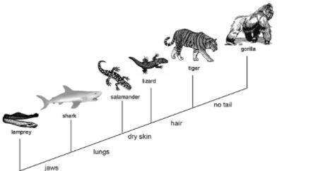 Study the cladogram. Which two organisms are the most closely related? A) lamprey-example-1