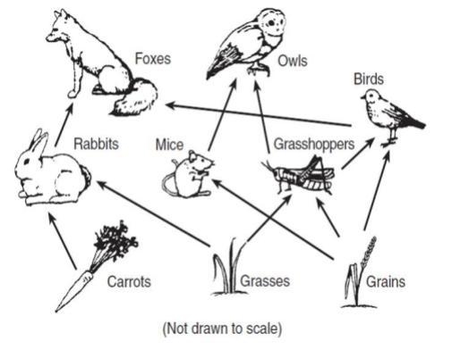 Identify the primary consumers, tertiary consumers, and secondary consumers in the-example-1