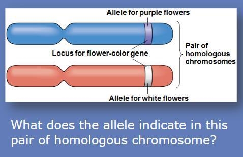 What does the allele indicate in this pair of homologous chromosome?-example-1