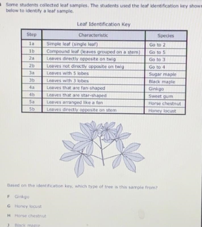 Some students collect at least samples. The student use a leaf identification key-example-1