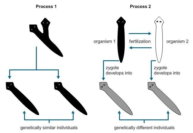 (PLZ HELP )Planarian, a species of flatworm, reproduces by two methods. Study the-example-1