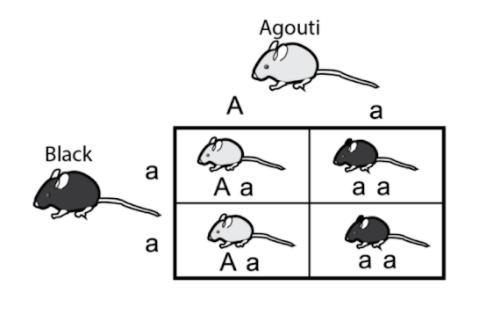 A complete Punnett square here shows a cross between two mice with different fur color-example-1