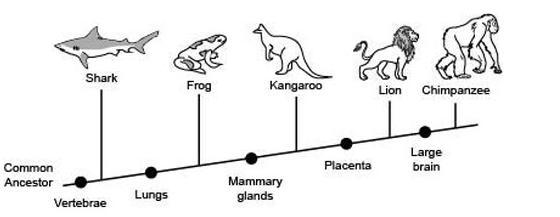 The following diagram shows the branching tree diagram for some animals. Which two-example-1