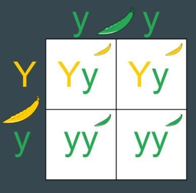 Looking at the Punnet square below, what is the probability that the offspring will-example-1