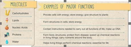 NEED HELP ASAP (04.01 LC) An atom is the most __________ unit of living and nonliving-example-1