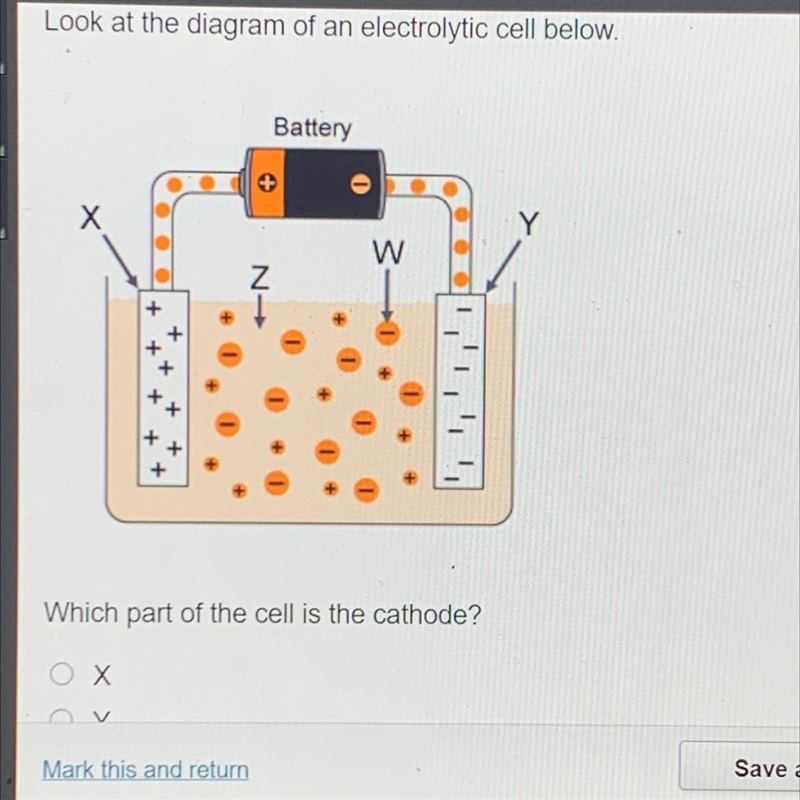 Which part of the cell is the cathode? X Y W Z-example-1