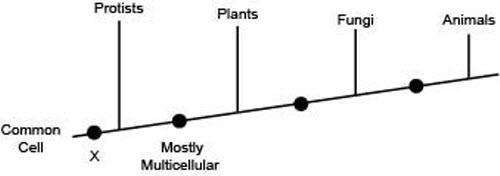 100 POINTS!!!!!!! The following diagram shows the branching tree for four kingdoms-example-1