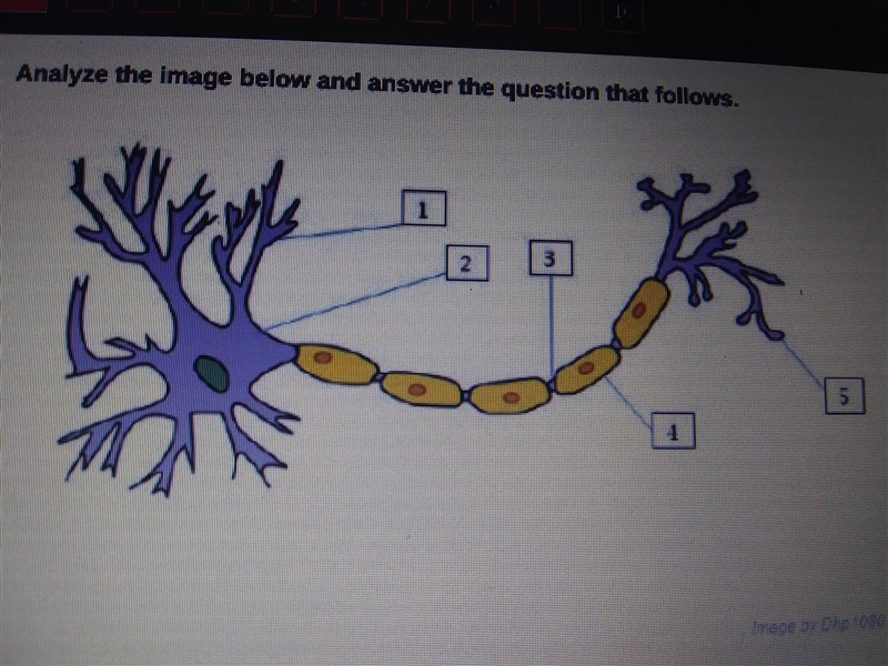 1.) Which line is pointing to the axon terminals? 2.) Which line is pointing to the-example-1