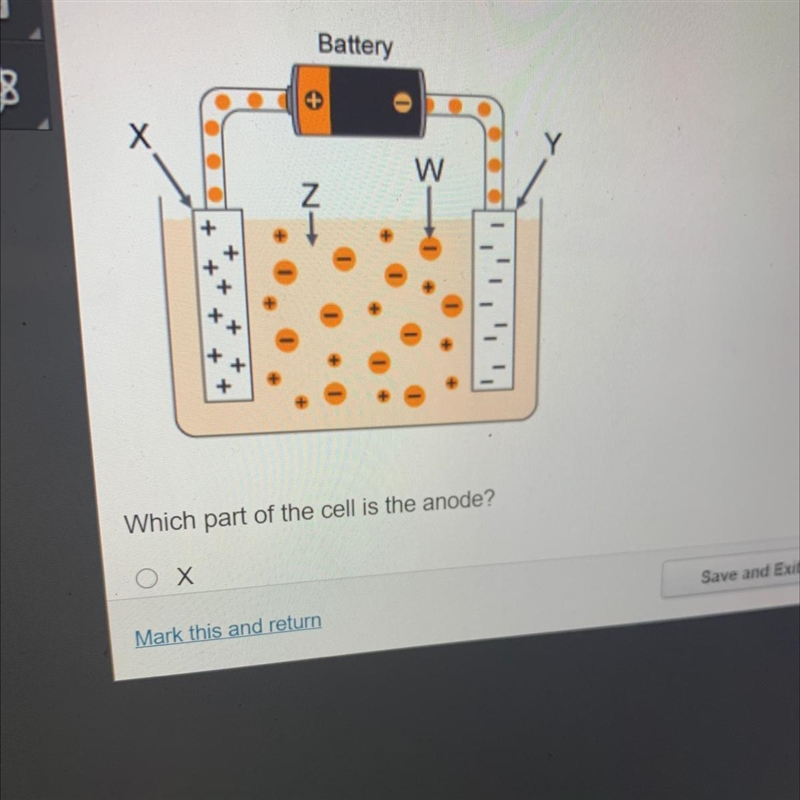 Which part of the cell is the anode? Х Y W Z-example-1