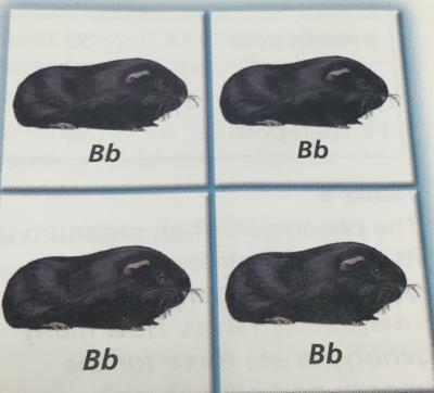 1. BB and bb 2. Bb and Bb 3. BB and BB 4. Bb and bb-example-1