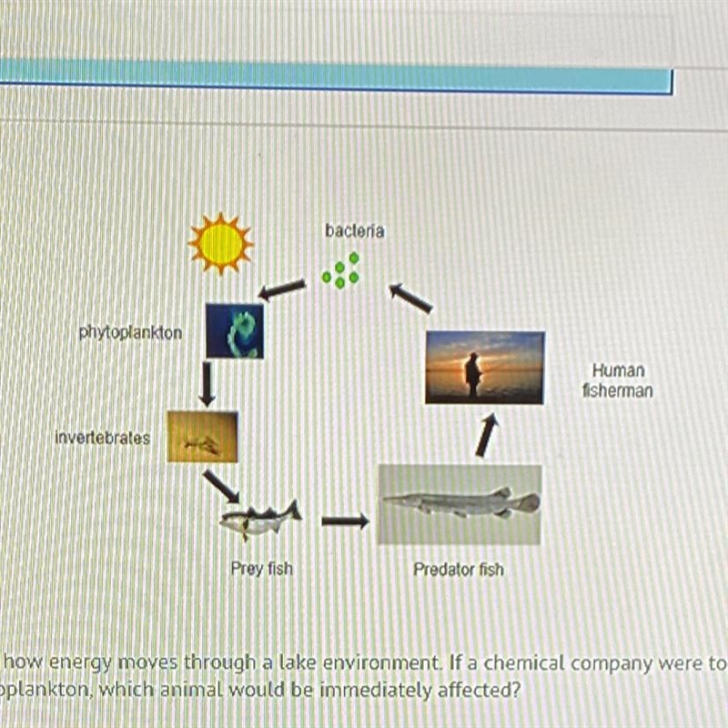 The food web above shows how energy moves through a lake environment. If a chemical-example-1