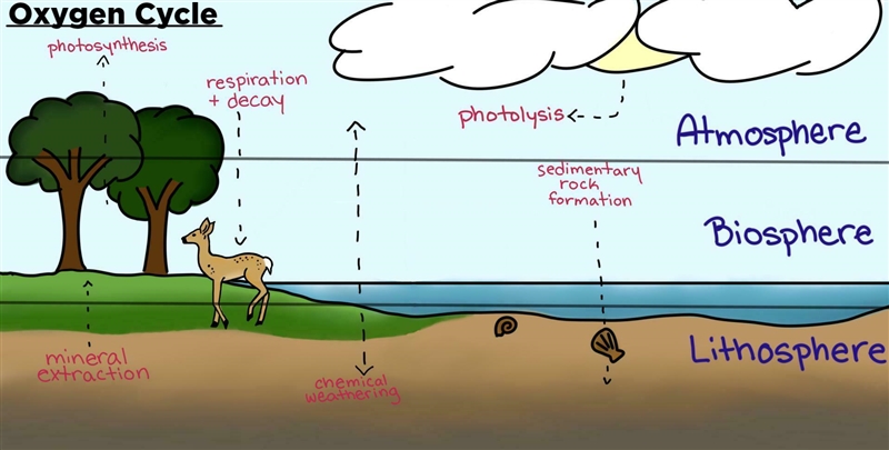 Explain the oxygen cycle. I’m in the 6th grade I need a answer please-example-2