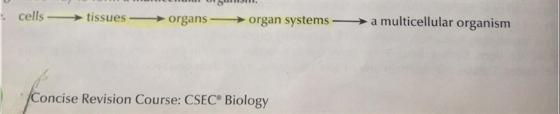 (30 POINTS) Which order shows the levels of organization from largest to smallest-example-1