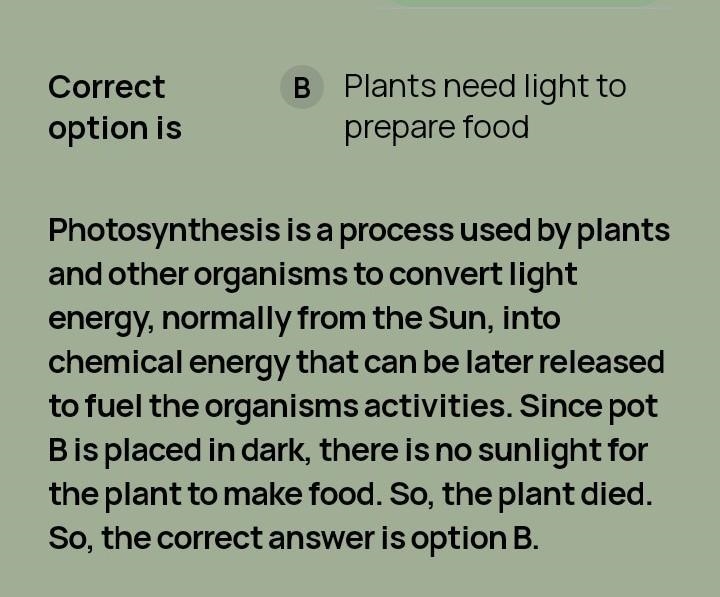 How does photosynthesis happen? (Also can anyone Pay Pal me 2 more dollars for school-example-1