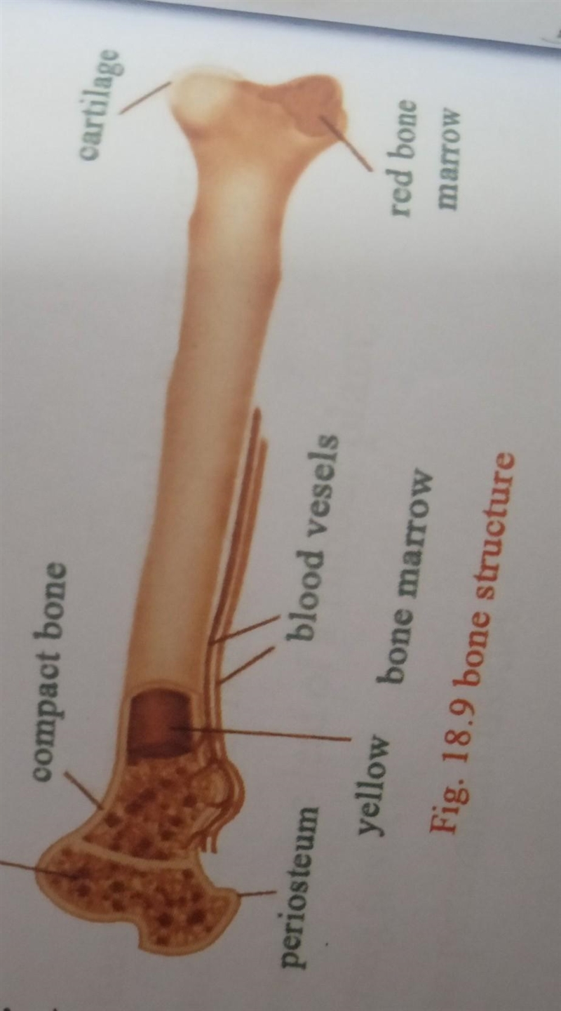 Label the marrow, spongy bone, and cortical bone on this bone image.-example-1