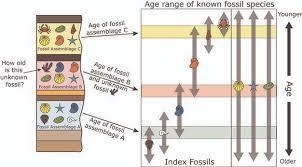 Why are the relative and absolute ages of fossils important to scientists?-example-1