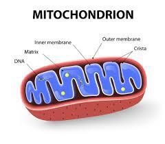 Which part of the cell looks like a sausage-shape structure that are capable of producing-example-1