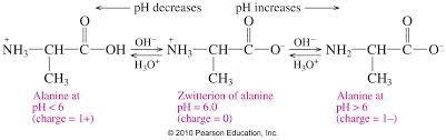 3. Define the term zwitterion. Draw the structure of alanine and explain why this-example-1