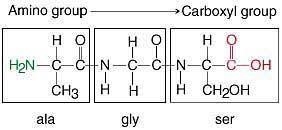 Examine the peptide. Peptide with three amino acid residues. The first residue contains-example-1