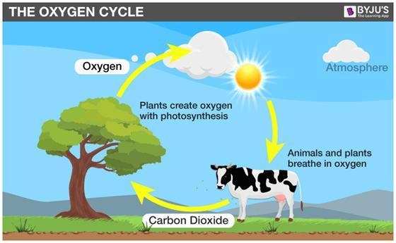 Explain the oxygen cycle. I’m in the 6th grade I need a answer please-example-1