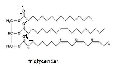 Consider the structures of vinegar and triglyceride and draw in any bond dipoles that-example-2