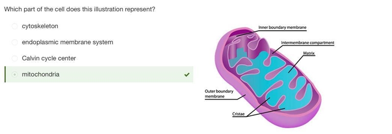 Which part of the cell does this illustration represent? cytoskeleton endoplasmic-example-1