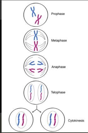 With a well labeled diagram explain the stages of meiosis and mitosis​-example-3