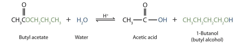 Esters may undergo a process called hydrolysis in which an ester is split by water-example-1