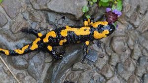 Is a salamander a arthropod?-example-1