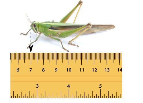 How long is the grasshopper from its head to the hind end of its body? A. 6.65 in-example-1