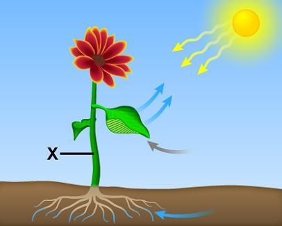 The diagram illustrates photosynthesis. Which best describes what is happening in-example-1