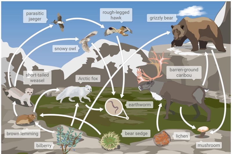 Which animal is a primary consumer? brown lemming short tailed weasel snowy owl lichen-example-1