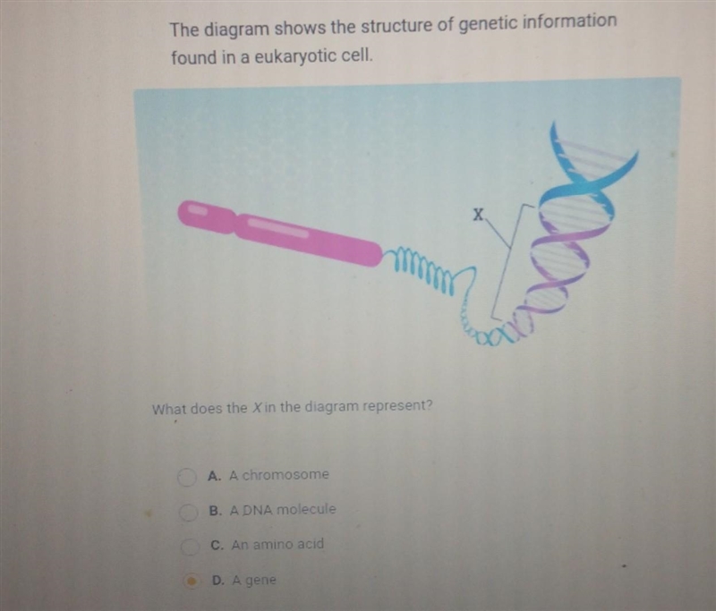 The diagram shows the structure of genetic information found in a eukaryotic cell-example-1