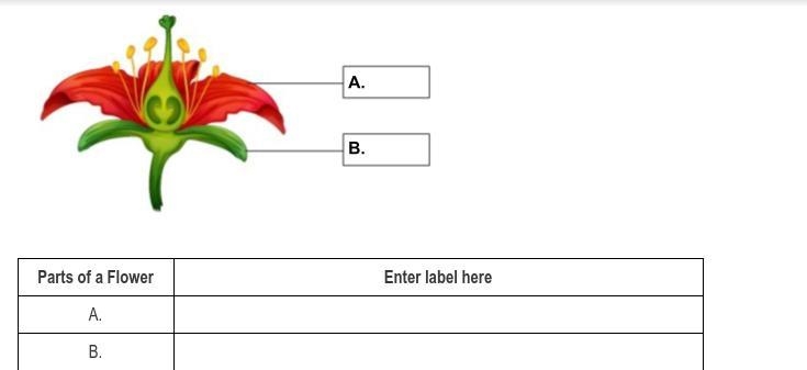 Plzz help me cant remember the parts of the flower.-example-1