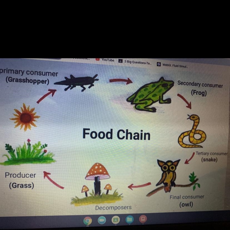 How might the population of grasshoppers be affected if the population of owl were-example-1