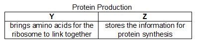 Xavier used a chart to list the roles of two different molecules in protein production-example-1