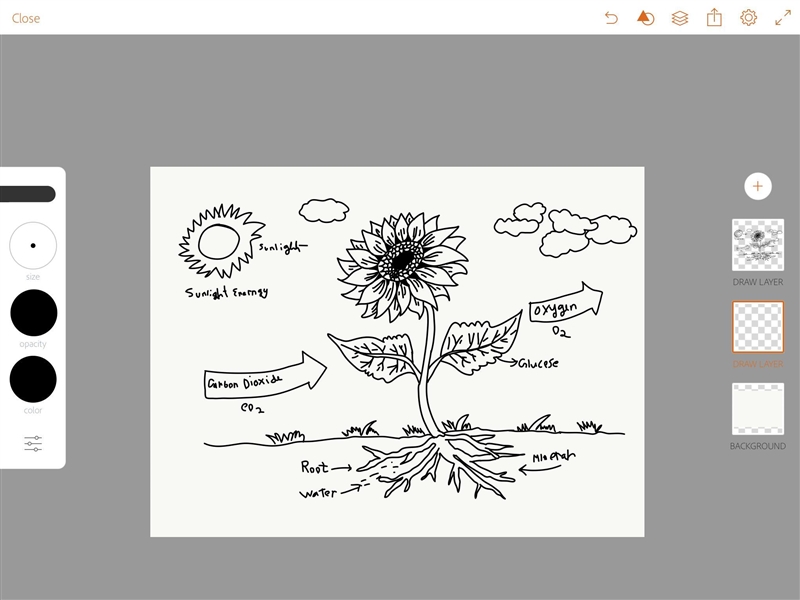 Write a summary explaining how photosynthesis is occurring in this drawing-example-1