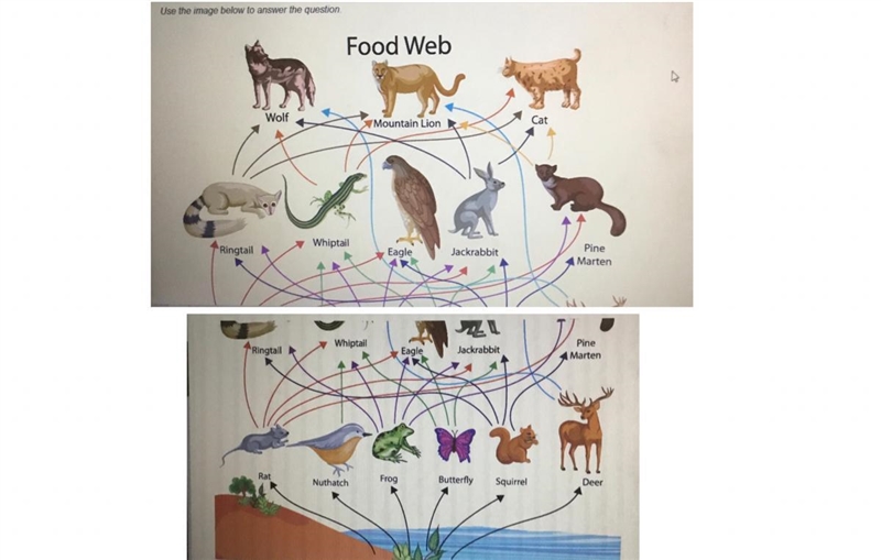 Of the predators in the image, which one is most likely a keystone species? O pine-example-1