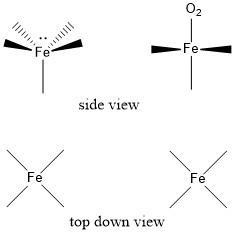 Critical thinking problem: The iron in hemoglobin in our red blood cells is used to-example-1