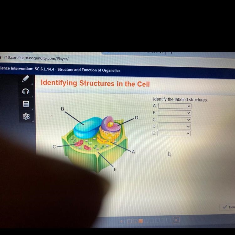 Identify the labeled structures.-example-1