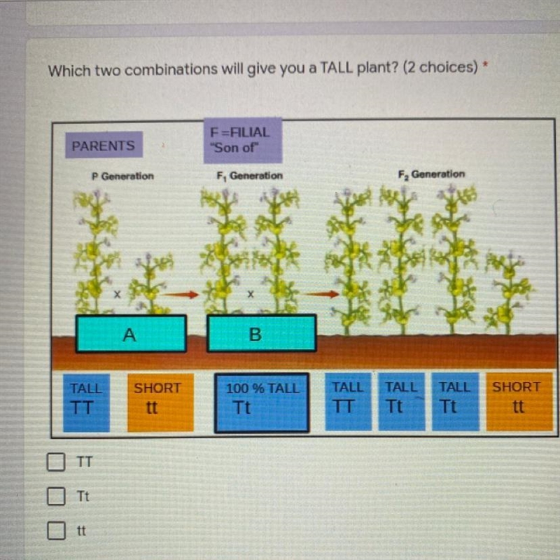 Which two combinations will give you a TALL plant?-example-1