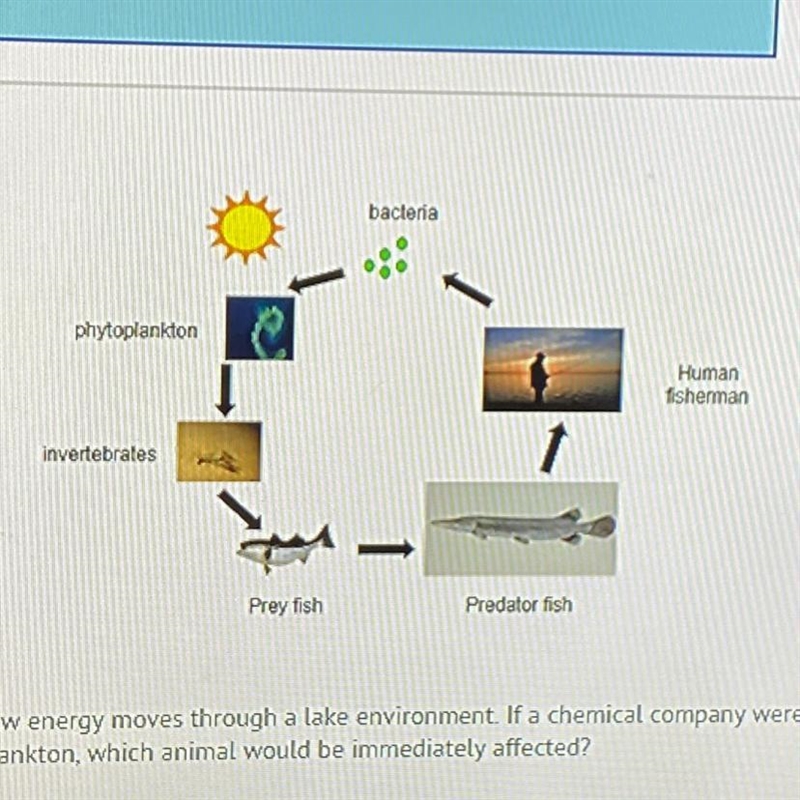 The food web above shows how energy moves through a lake environment. If a chemical-example-1