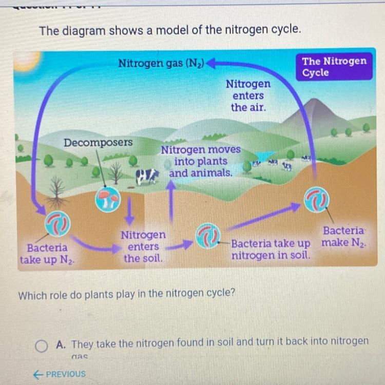 Which role do plants play in the nitrogen cycle? O A. They take the nitrogen found-example-1