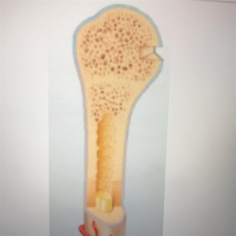 Label the marrow, spongy bone, and cortical bone on this bone image.-example-1