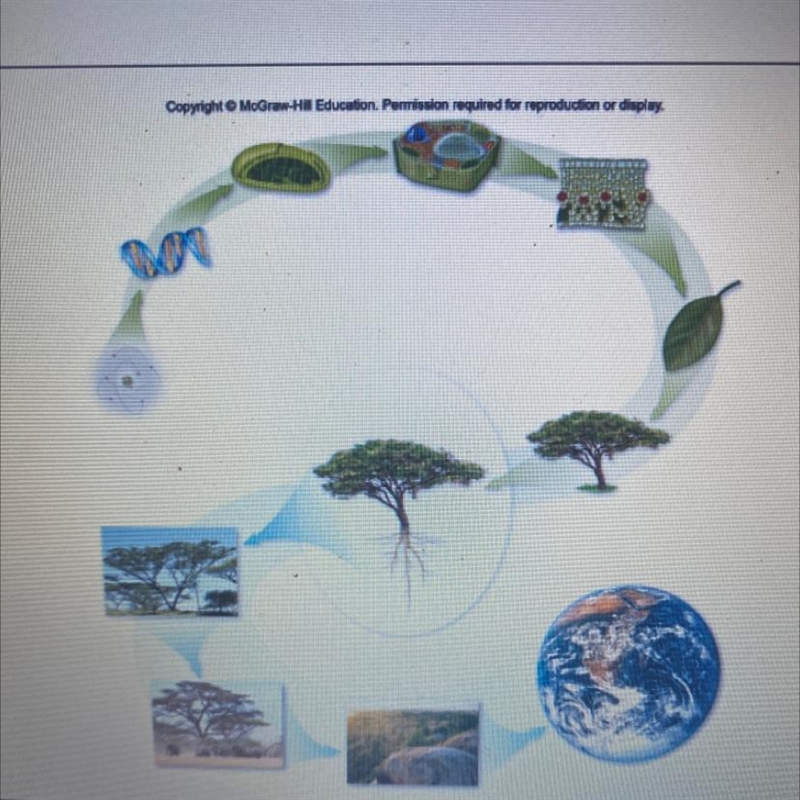 Select the plant cell-example-1